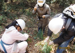 写真: 防護ネットの張り直し作業