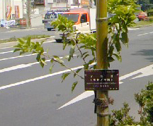 写真: KDDI取説リサイクルの木