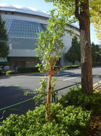写真: 東京ドーム周辺に植えられた「KDDI取説リサイクルの木」 (東京都文京区)