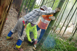 写真: 不要竹の伐採作業の様子