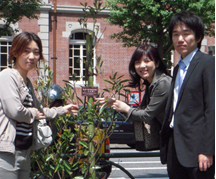 写真: 東京丸の内に植林された街路樹