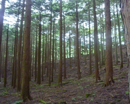 写真: 手入れが行き届いた森林は明るく、土壌にはたっぷりと水を蓄えています (神奈川県相模市藤野町)。