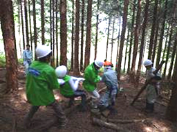 写真: 間伐作業の様子