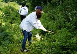 写真: 下草刈りを行う社員