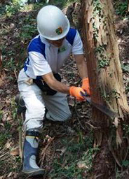 写真: 除伐作業を行う社員