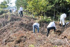 写真: 急斜面で行われた植林作業
